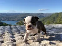 Reeses, a male Boston Terrier for sale in Oroville, CA – 3 of 3