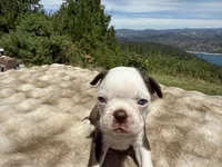 Blue Eye Boy, a male Boston Terrier for sale in Oroville, CA – 5 of 8