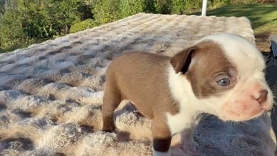 Hershey, a male Boston Terrier for sale in Oroville, CA – 3 of 3
