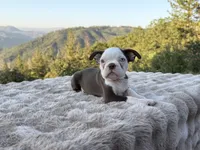 Blue Eye Boy, a male Boston Terrier for sale in Oroville, CA – 4 of 8