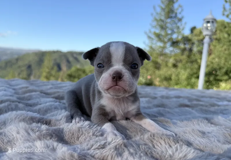 Lilac girl  – Boston Terrier puppy for sale in Oroville, CA