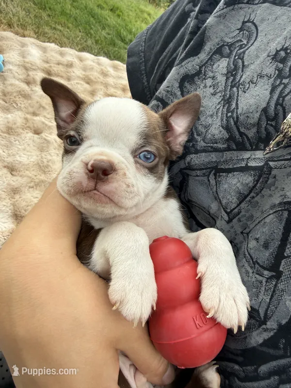 Hershey BlueEye – Boston Terrier puppy for sale in Oroville, CA