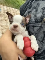 Hershey BlueEye, a male Boston Terrier for sale in Oroville, CA – 5 of 8