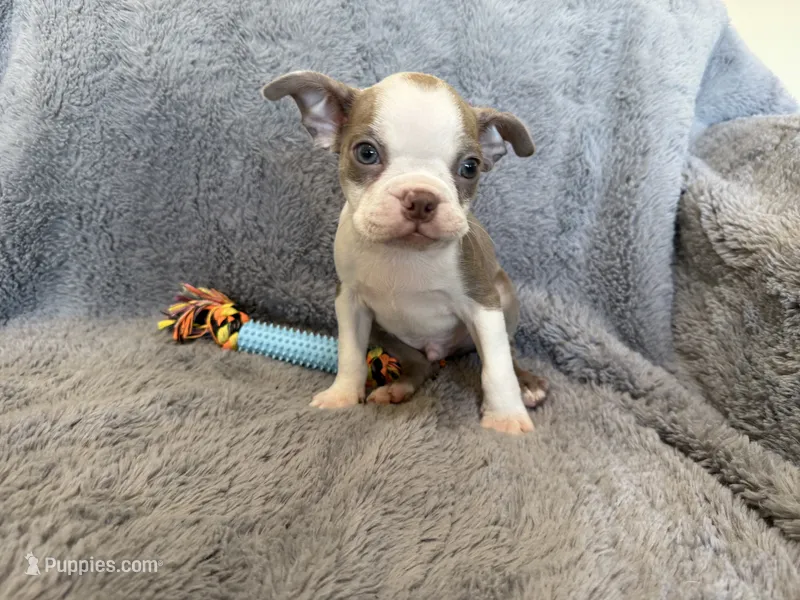 Lilac  boy – Boston Terrier puppy for sale in Oroville, CA
