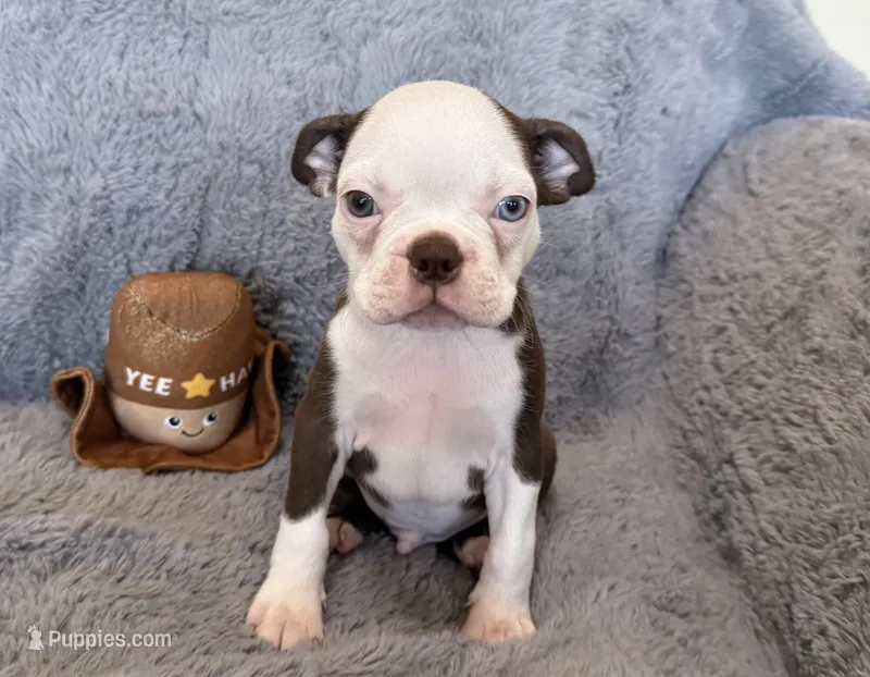 Blue Eye Boy – Boston Terrier puppy for sale in Oroville, CA