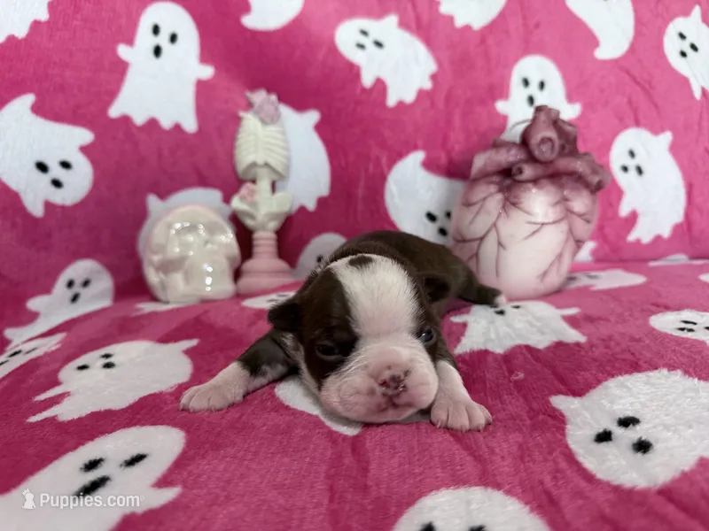 Raven – Boston Terrier puppy for sale in Oroville, CA