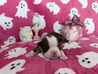Raven, a female Boston Terrier for sale in Oroville, CA – 1 of 1