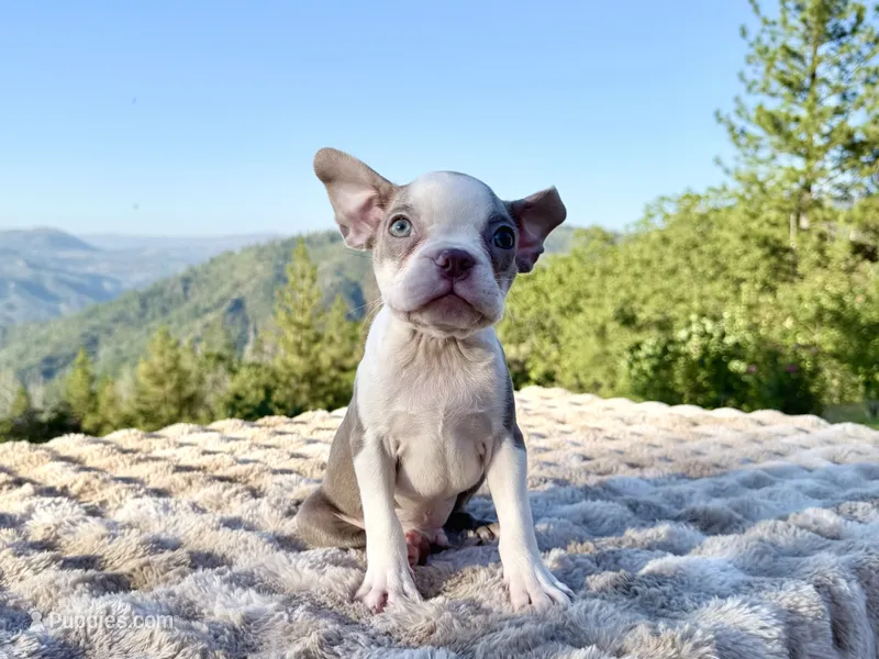 Lilac  boy – Boston Terrier puppy for sale in Oroville, CA