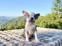 Lilac  boy, a male Boston Terrier for sale in Oroville, CA – 1 of 7