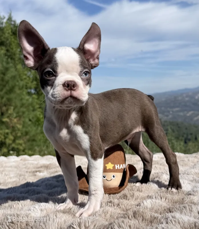Blue Eye – Boston Terrier puppy on hold in Oroville, CA