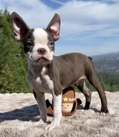 Blue Eye, a male Boston Terrier for sale in Oroville, CA – 1 of 10