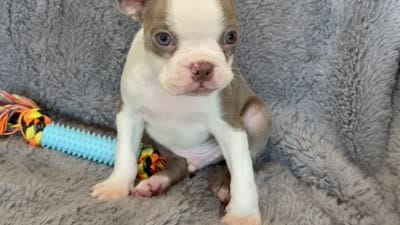 Lilac  boy, a male Boston Terrier for sale in Oroville, CA – 5 of 5
