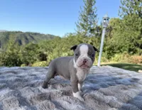 Lavender, a female Boston Terrier for sale in Oroville, CA – 2 of 2