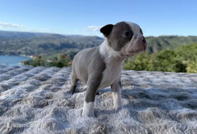 Lavender – Boston Terrier puppy for sale in Oroville, CA