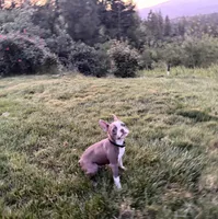 Boone, a male Boston Terrier for sale in Oroville, CA – Photo 2 of 4