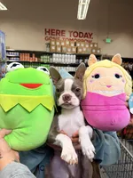 Boone, a male Boston Terrier for sale in Oroville, CA – Photo 3 of 4