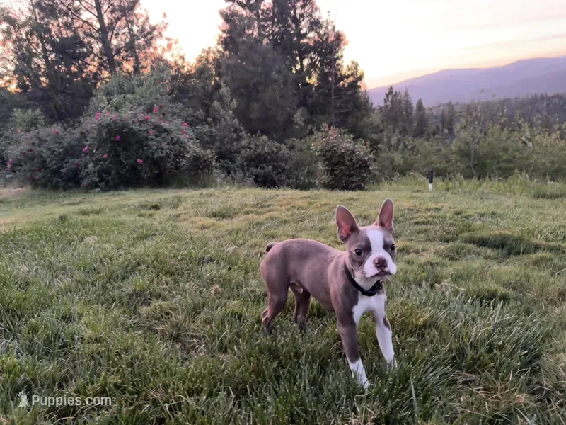 Boone – Boston Terrier puppy for sale in Oroville, CA