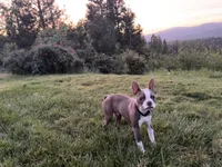 Boone, a male Boston Terrier for sale in Oroville, CA – Photo 1 of 4