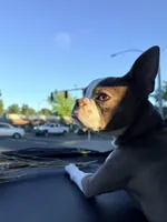 Boone, a male Boston Terrier for sale in Oroville, CA – Photo 4 of 4