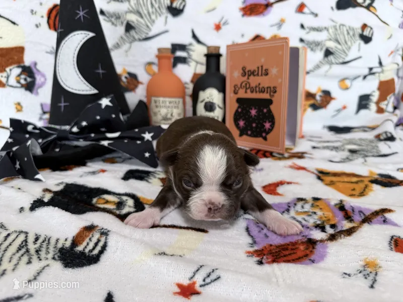 Batty – Boston Terrier puppy for sale in Oroville, CA