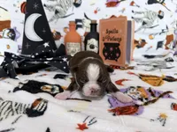 Batty, a male Boston Terrier for sale in Oroville, CA – 1 of 1