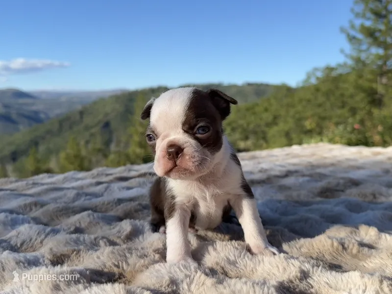 Reeses – Boston Terrier puppy for sale in Oroville, CA