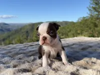 Reeses, a male Boston Terrier for sale in Oroville, CA – 1 of 3