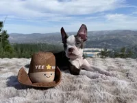 Blue Eye, a male Boston Terrier for sale in Oroville, CA – 2 of 10