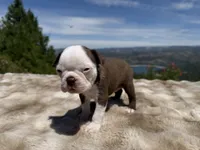Blue Eye Boy, a male Boston Terrier for sale in Oroville, CA – 6 of 8