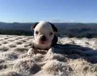 Blue Eye Boy, a male Boston Terrier for sale in Oroville, CA – 3 of 8