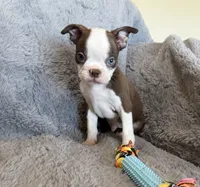 Hershey BlueEye, a male Boston Terrier for sale in Oroville, CA – 4 of 8