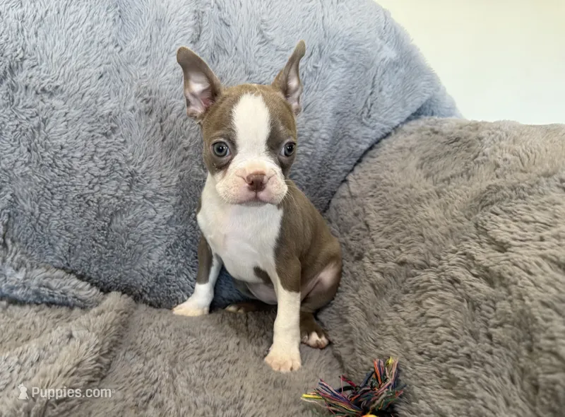 Lavender – Boston Terrier puppy for sale in Oroville, CA
