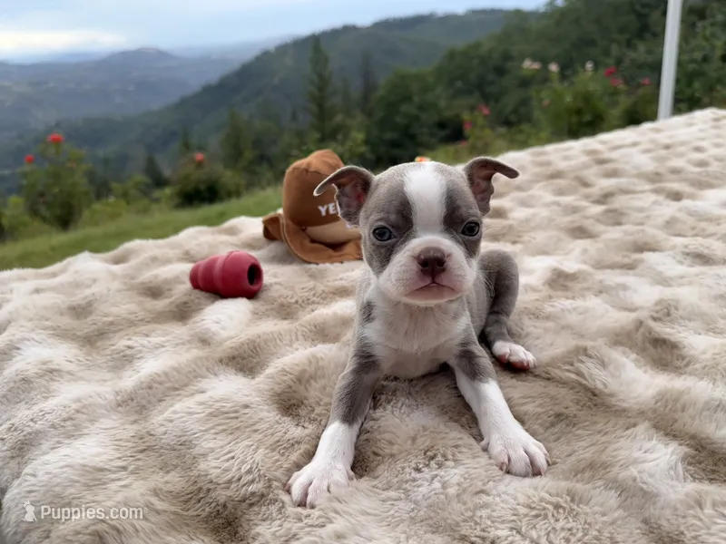 Lilac girl  – Boston Terrier puppy on hold in Oroville, CA