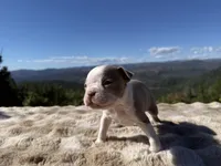 Lilac Boy Blue Eye, a male Boston Terrier for sale in Oroville, CA – 2 of 3