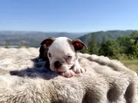 Blue Eye Boy, a male Boston Terrier for sale in Oroville, CA – 8 of 8