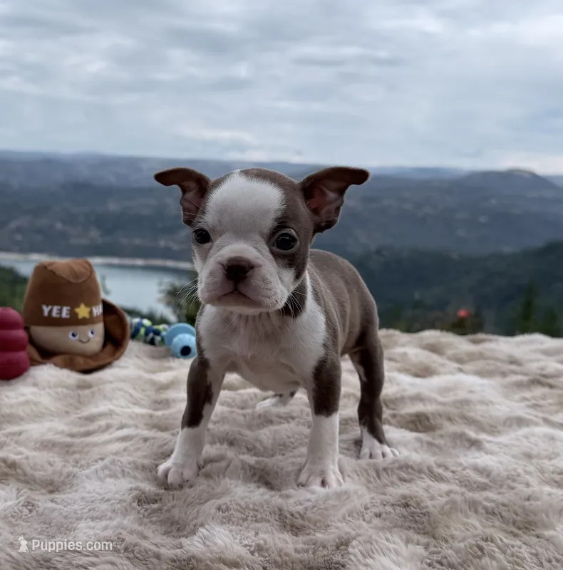 Chocolate girl – Boston Terrier puppy for sale in Oroville, CA