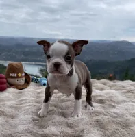 Chocolate girl, a female Boston Terrier for sale in Oroville, CA – 7 of 7