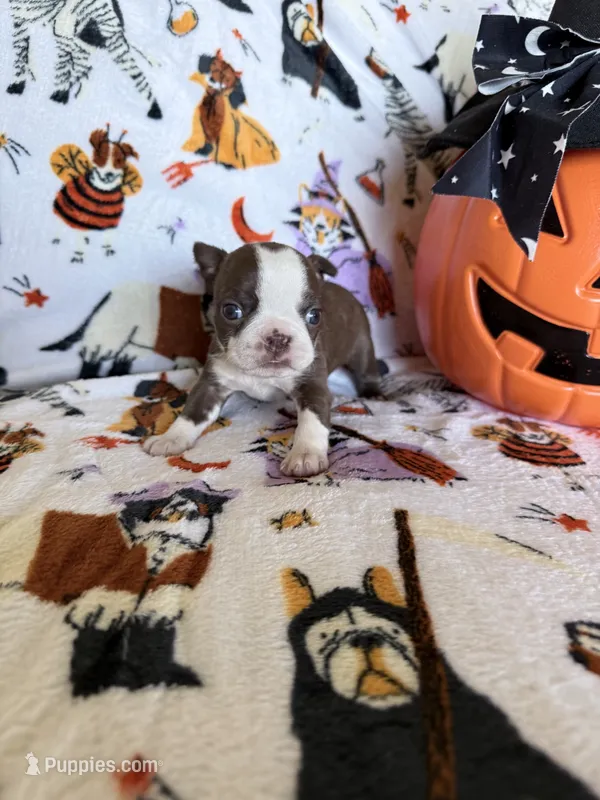 Raven – Boston Terrier puppy for sale in Oroville, CA