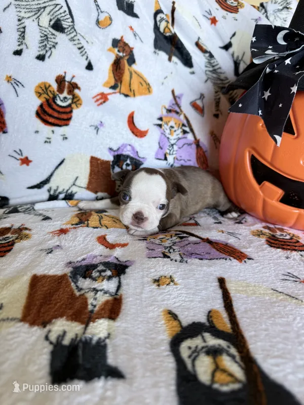 Pumpkin – Boston Terrier puppy for sale in Oroville, CA