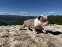 Lilac Boy Blue Eye, a male Boston Terrier for sale in Oroville, CA – 3 of 3