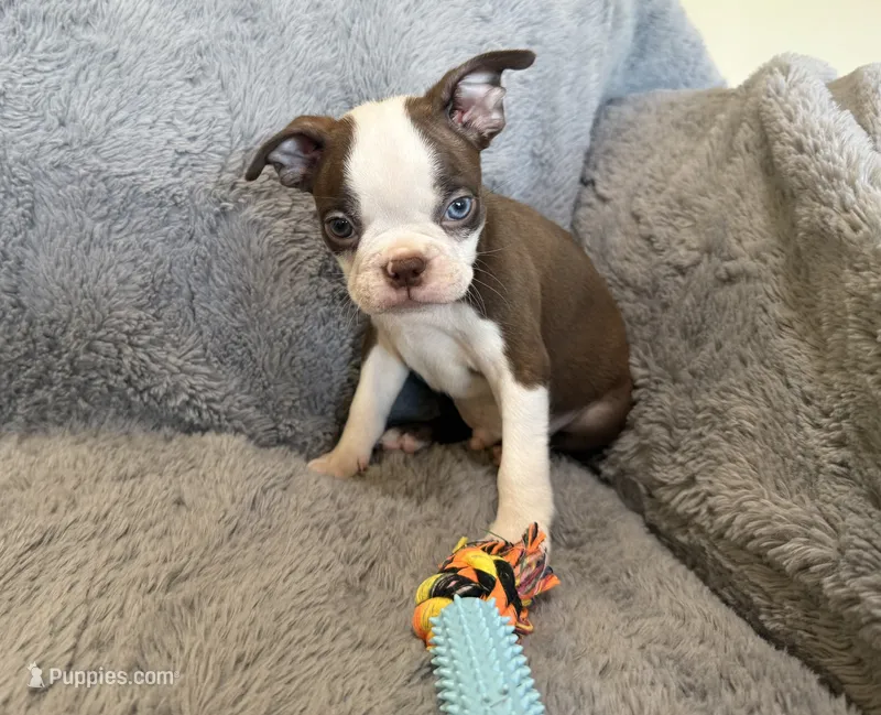 Hershey BlueEye – Boston Terrier puppy for sale in Oroville, CA