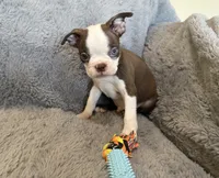 Hershey BlueEye, a male Boston Terrier for sale in Oroville, CA – 3 of 8
