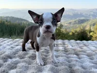 Blue Eye, a male Boston Terrier for sale in Oroville, CA – 6 of 10