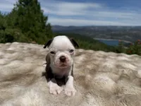 Blue Eye Boy, a male Boston Terrier for sale in Oroville, CA – 7 of 8