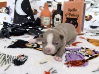 Bones, a male Boston Terrier for sale in Oroville, CA – 2 of 2