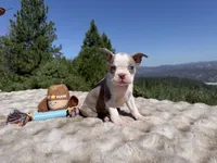 Lilac  boy, a male Boston Terrier for sale in Oroville, CA – 3 of 5