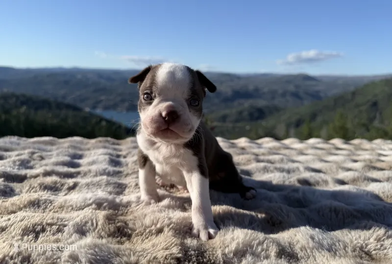 Hershey – Boston Terrier puppy for sale in Oroville, CA