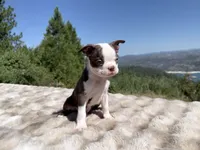 Hershey BlueEye, a male Boston Terrier for sale in Oroville, CA – 7 of 8