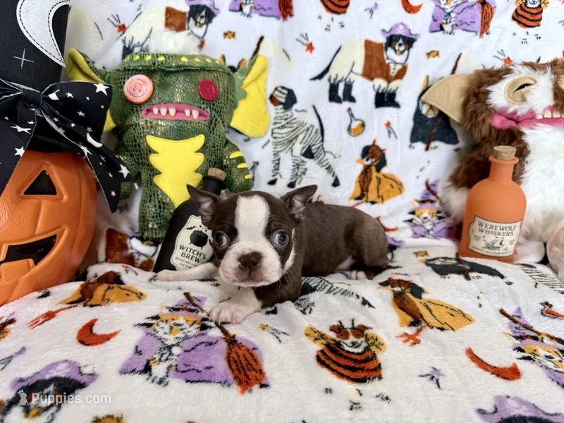 Salem – Boston Terrier puppy for sale in Oroville, CA
