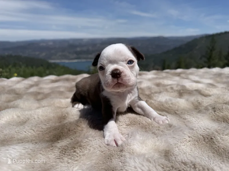 Blue Eye Boy, a male Boston Terrier for sale in Oroville, CA – 1 of 8
